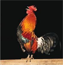 EN FRANCIA, gallo gana demanda en los tribunales; lo autorizan seguir cantando…