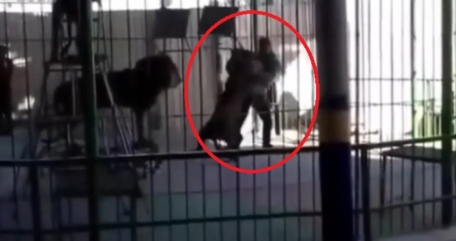 VIDEO: León atacó y mató al domador durante un show para niños