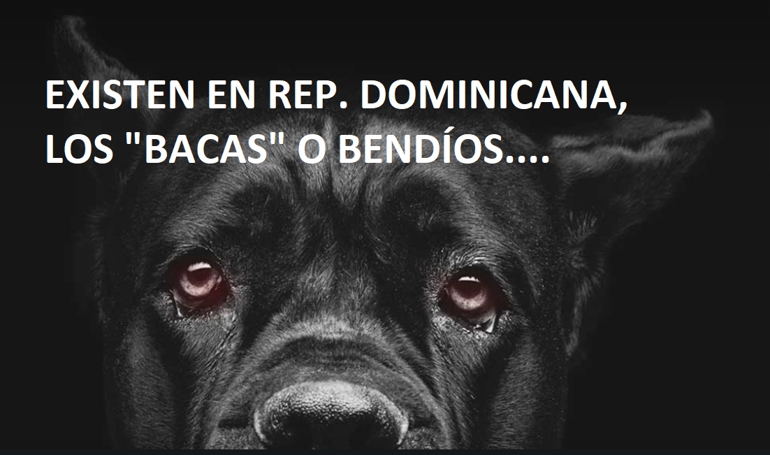 ¿EXISTEN LOS BACAS O “VENDÍOS” en la República Dominicana?…