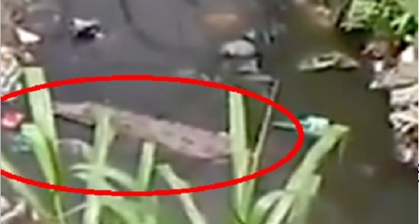 COCODRILO DE SABANA PERDIDA no es agresivo, si no lo molestan…