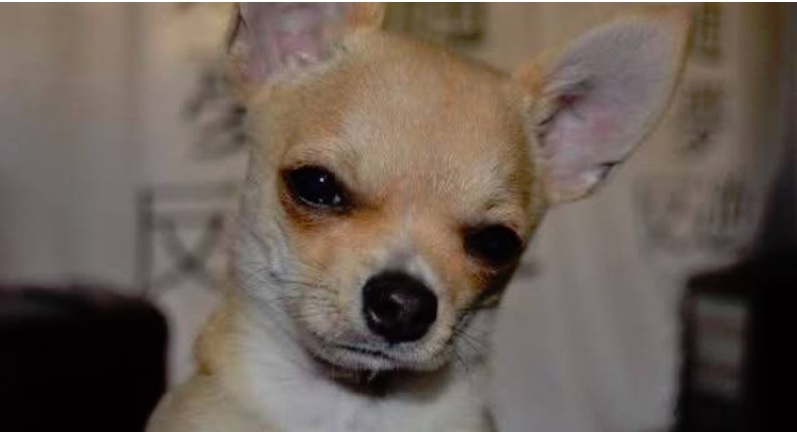 JAMÁS SOPLES la cara de los perros…