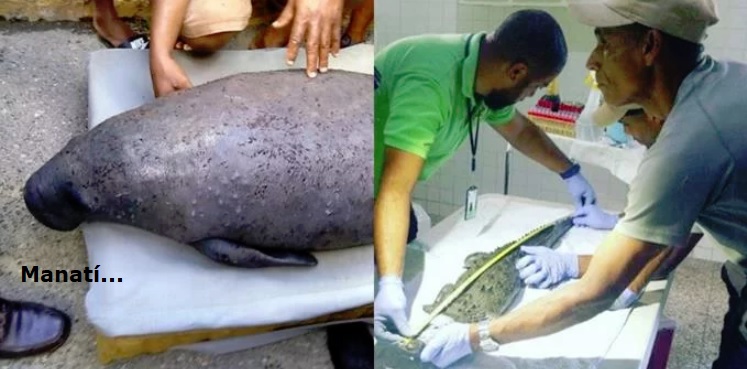 ¿Por qué se estresan los animales?