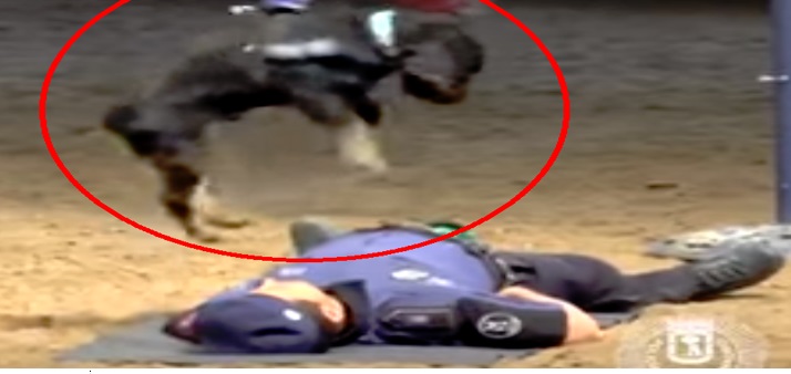 VIDEO: PERRO POLICÍA practica reanimación cardiopulmonar…