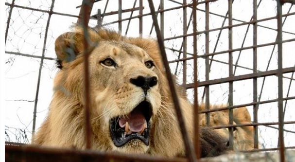 León mata una trabajadora de zoológico en EEUU