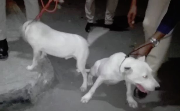Policía recupera cuatro perros utilizados por vendedores de drogas en Baní