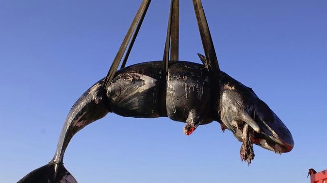 INSÓLITO: Hallan en Italia ballena muerta con plástico en su barriga