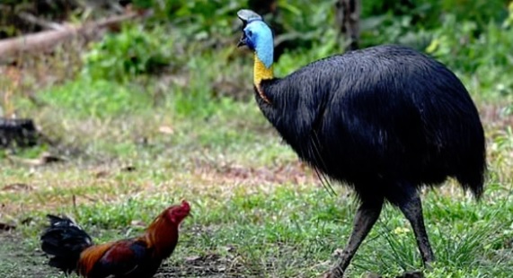 Ejemplar de casuario, considerada el ave más peligrosa del mundo, mató a su dueño en Florida