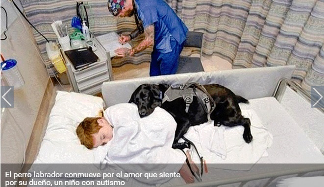 Mahe, el perro que cuida a su dueño autista en la camilla de un hospital