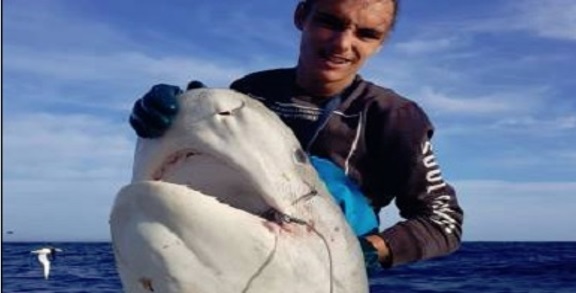 Pescan una cabeza de tiburón arrancada por un enorme depredador desconocido