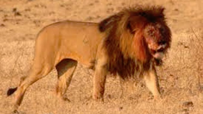 Se escapan 14 leones de Parque Nacional Kruger en Sudáfrica