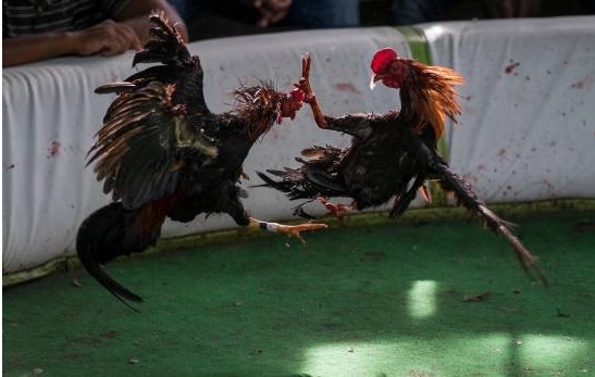 A 100 mil gallos se les saca acta de nacimiento en Coliseo Bonetti Burgos