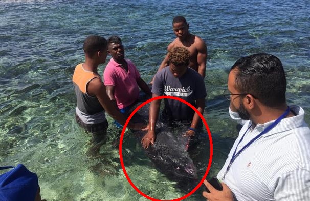 EN LA ROMANA, pescadores rescatan ballena bebé de arrecifes
