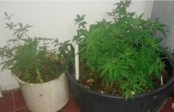 Descubren plantación de marihuana en techo de colmado en Sabana Perdida