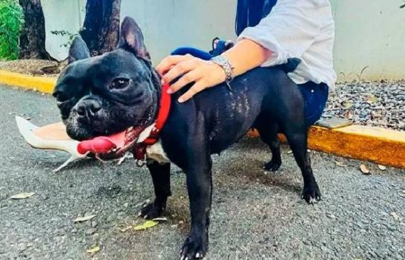 HOMBRE QUE GOLPEÓ PERRITA TRUFA fue multado por Fiscalía…