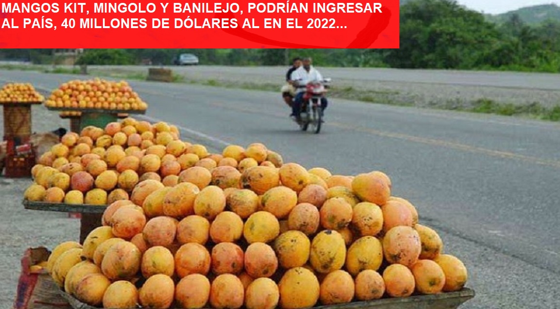 MANGOS KIT, MINGOLO Y BANILEJOS, ¿el petróleo dominicano?…