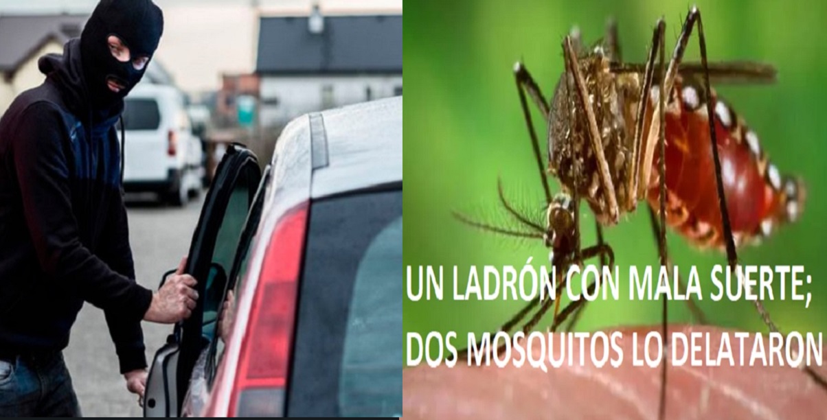 UN LADRÓN MUY DESAFORTUNADO; Mosquitos lo delatan- -VIDEO-….