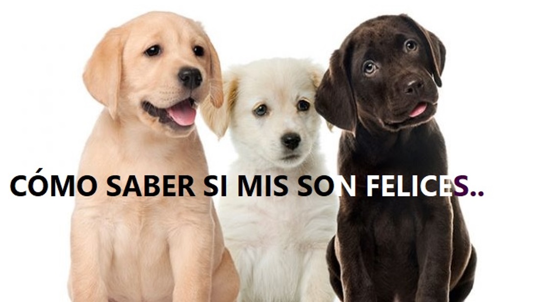 CÓMO SABER QUE MIS PERROS SON FELICES. Fácil…