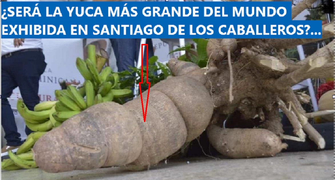 ESO ES LO QUE SE LLAMA UNA YUCA «dei» Cibao….