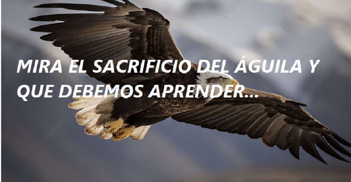 EL SACRIFICIO DEL ÁGUILA y qué debemos aprender;- PODCAST-….