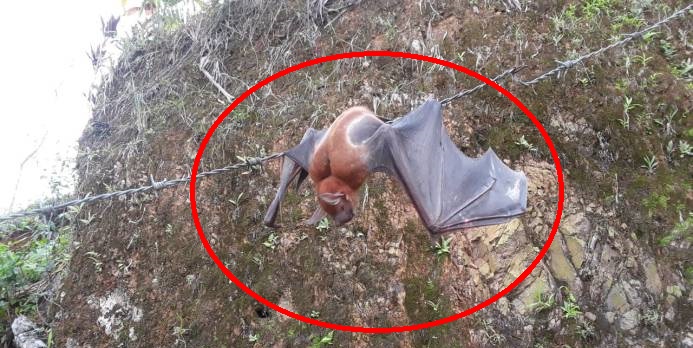 MURCIÉLADO GIGANTE asombra Miches y El Seibo…