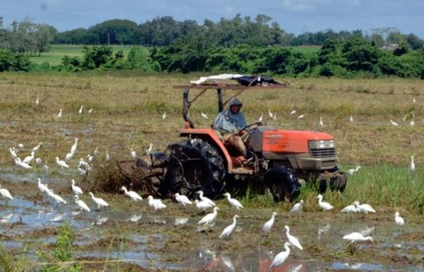 El largo recorrido del arroz para llegar a su mesa…